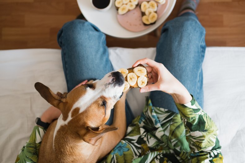 A dog eating peanut butter and banana.