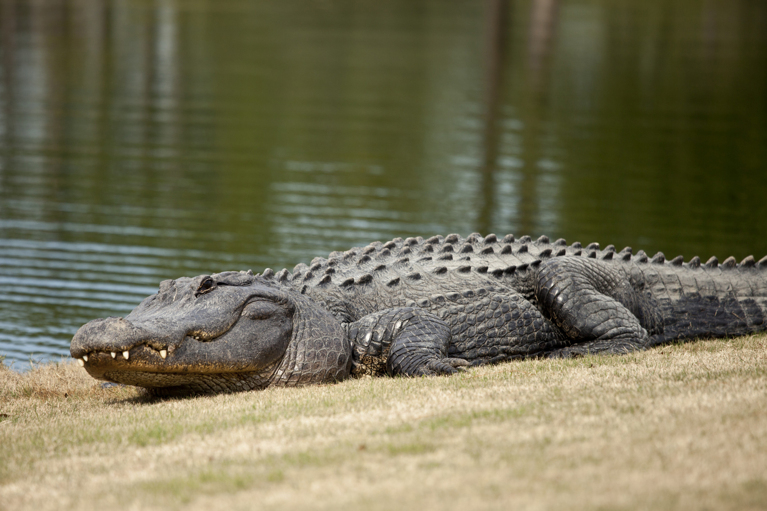 Alligator Attacks South Carolina Woman Drags Her Into Lagoon By Her Legs