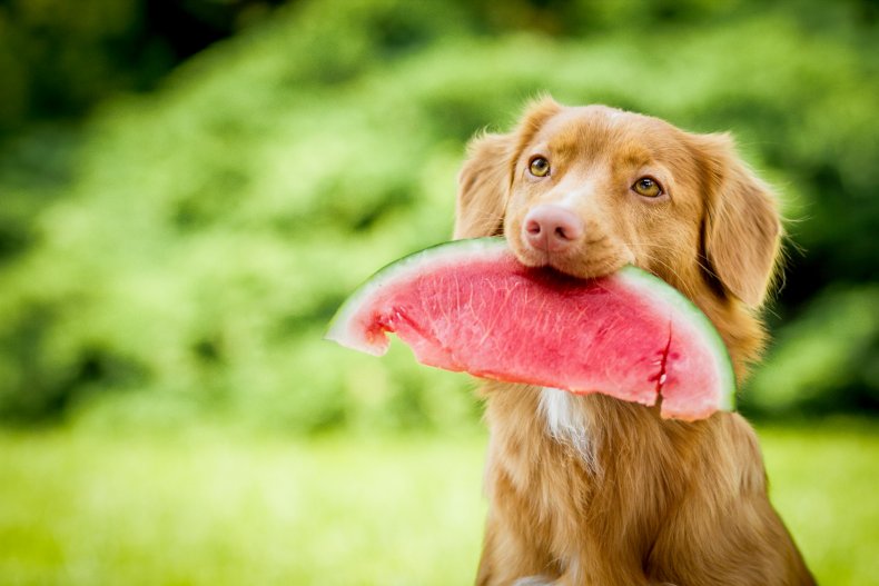 A dog holding a watermelon slice.