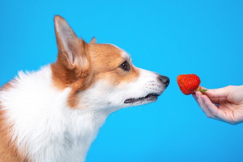 A dog sniffing a strawberry. 