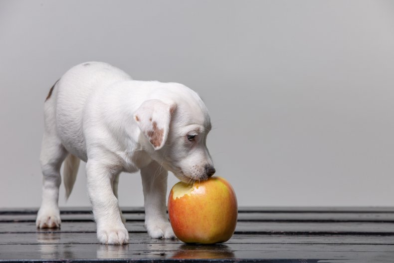 A puppy licking an apple. 