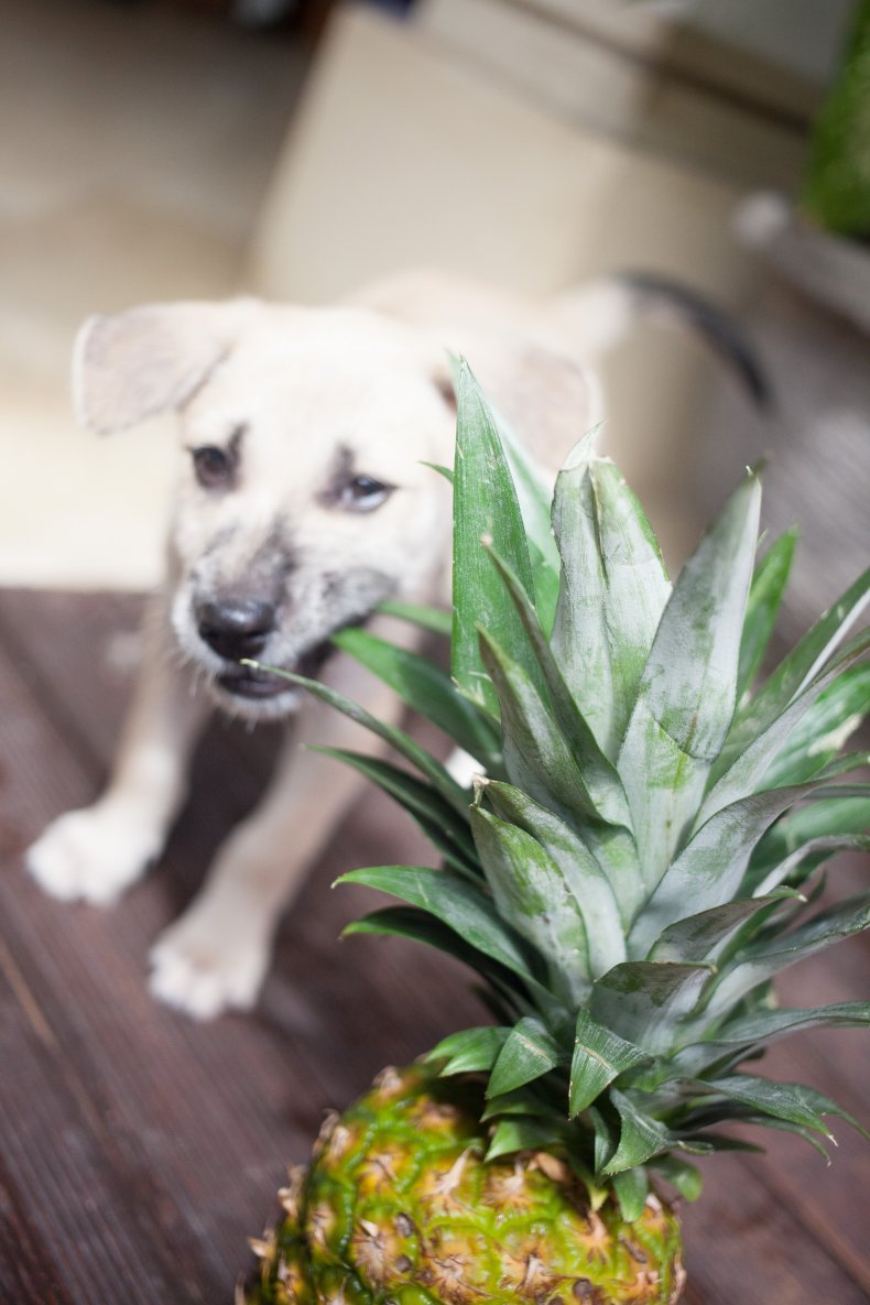 A dog looking at a pineapple. 