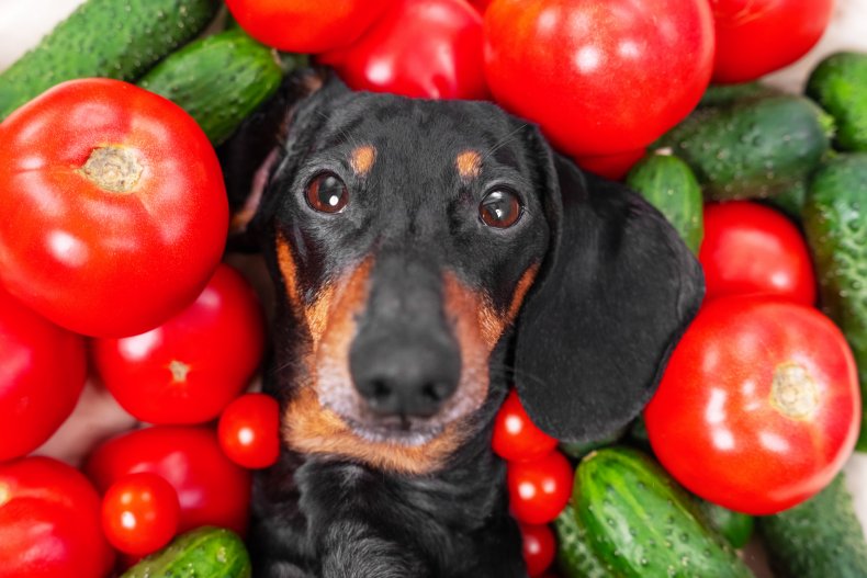 A dog with tomatoes and cucumbers.