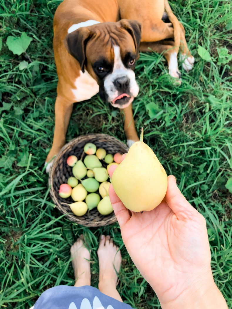 A person holding pear over a dog.