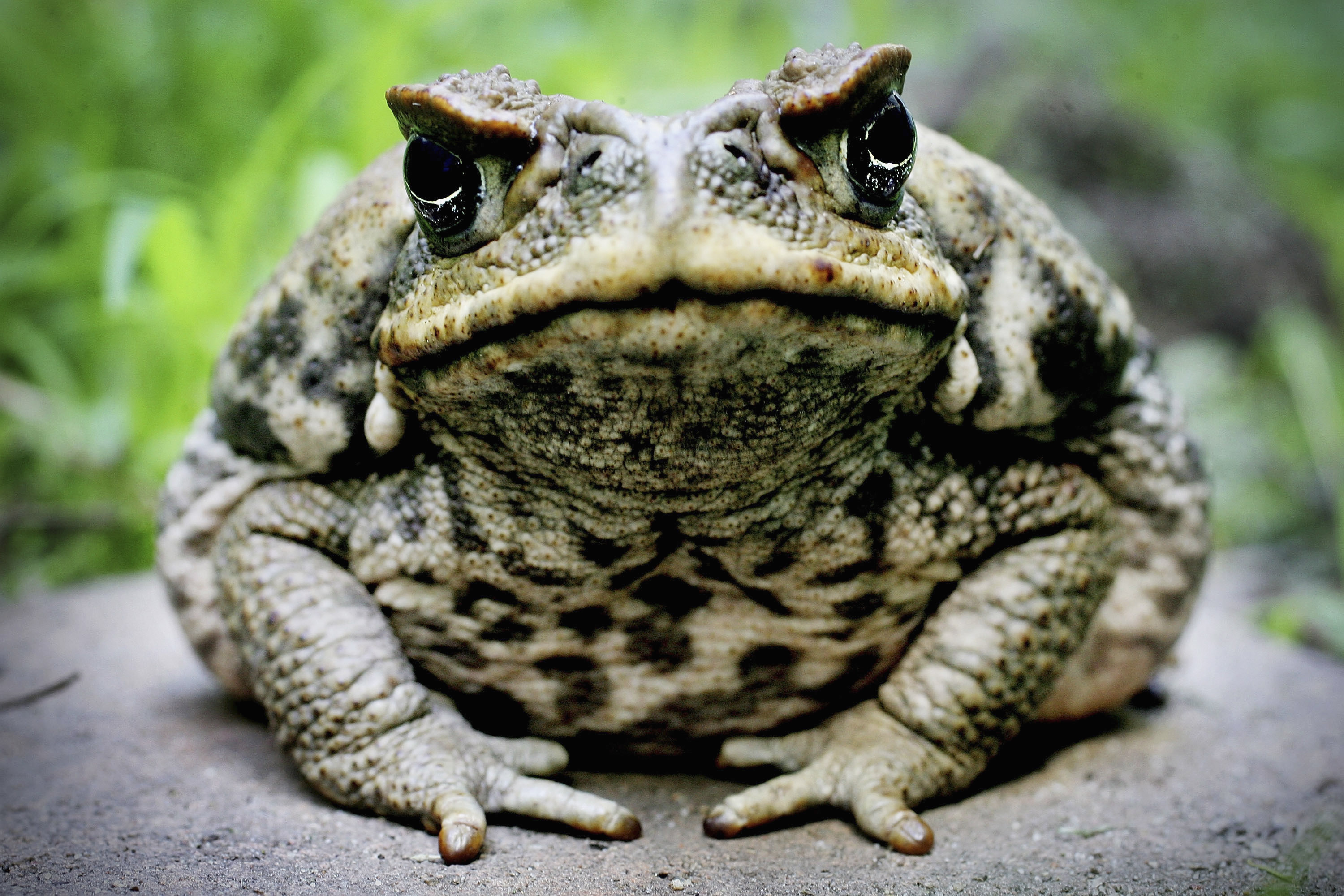 list of toad species