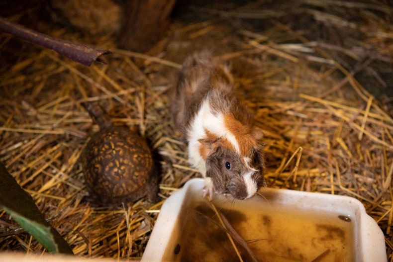 Guinea Pig and Turtle in Enclosure