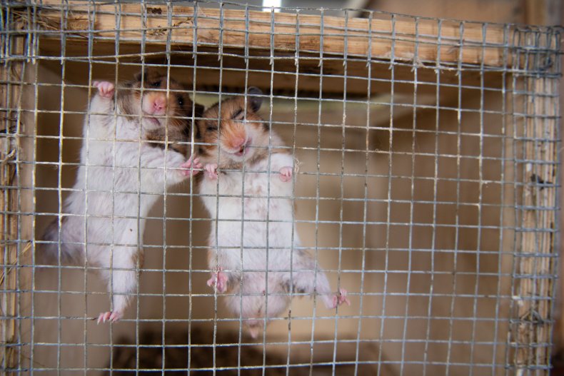 House of Horrors' Pet Shop Contained 150 Neglected Animals, According to Authorities House of Horrors' Pet Shop Contained 150 Neglected Animals, According to Authorities