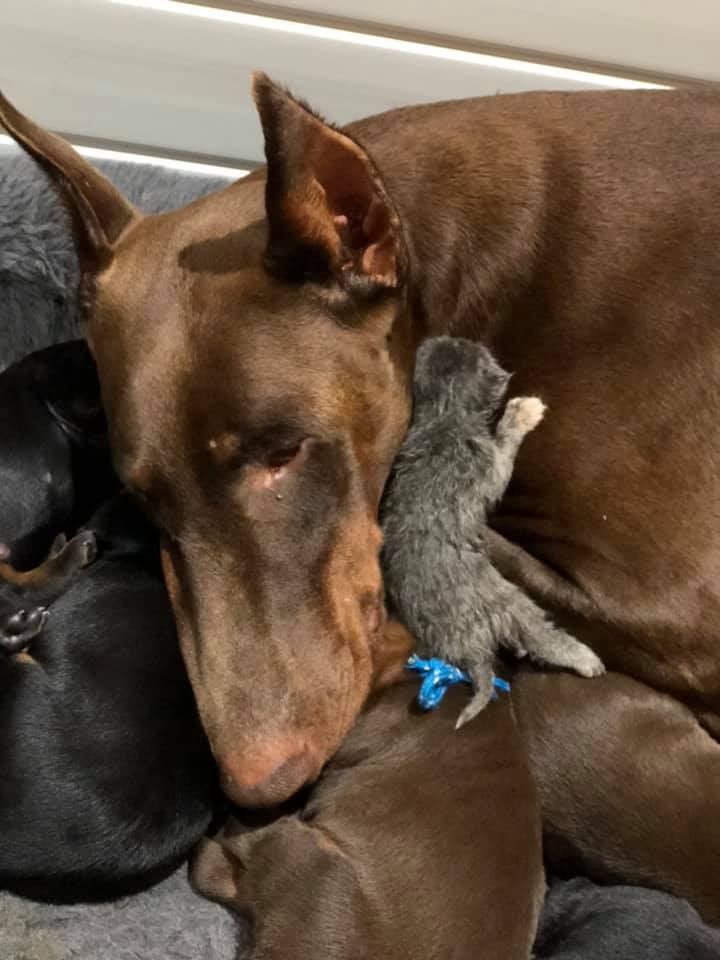Dog Who Just Had Litter of Puppies ‘Adopts’ Abandoned Kitten