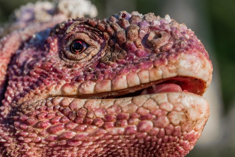 Endangered pink land iguana