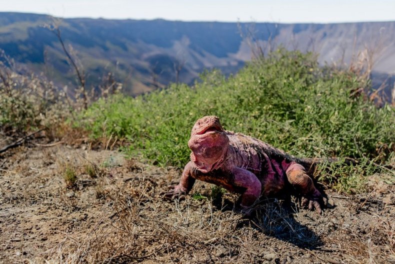 Iguanas in danger