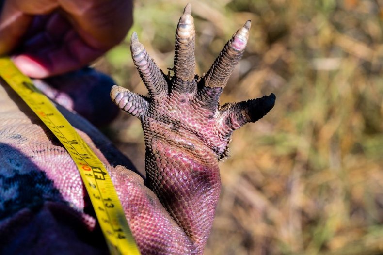Scientists measuring iguana