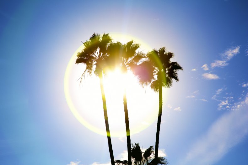 Palm trees are silhouetted against the sun 