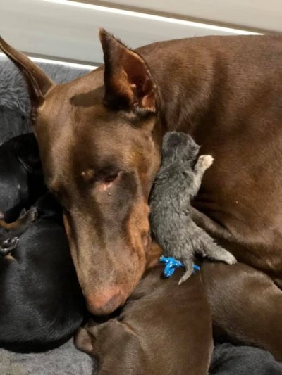 Dog adopts abandoned kitten Dog adopts abandoned kitten