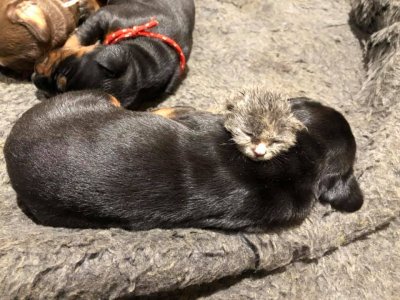 Dog adopts abandoned kitten