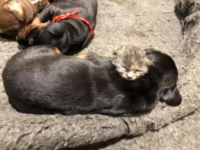 Dog adopts abandoned kitten Dog adopts abandoned kitten