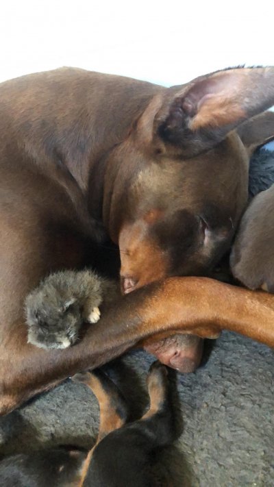 Dog adopts abandoned kitten Dog adopts abandoned kitten