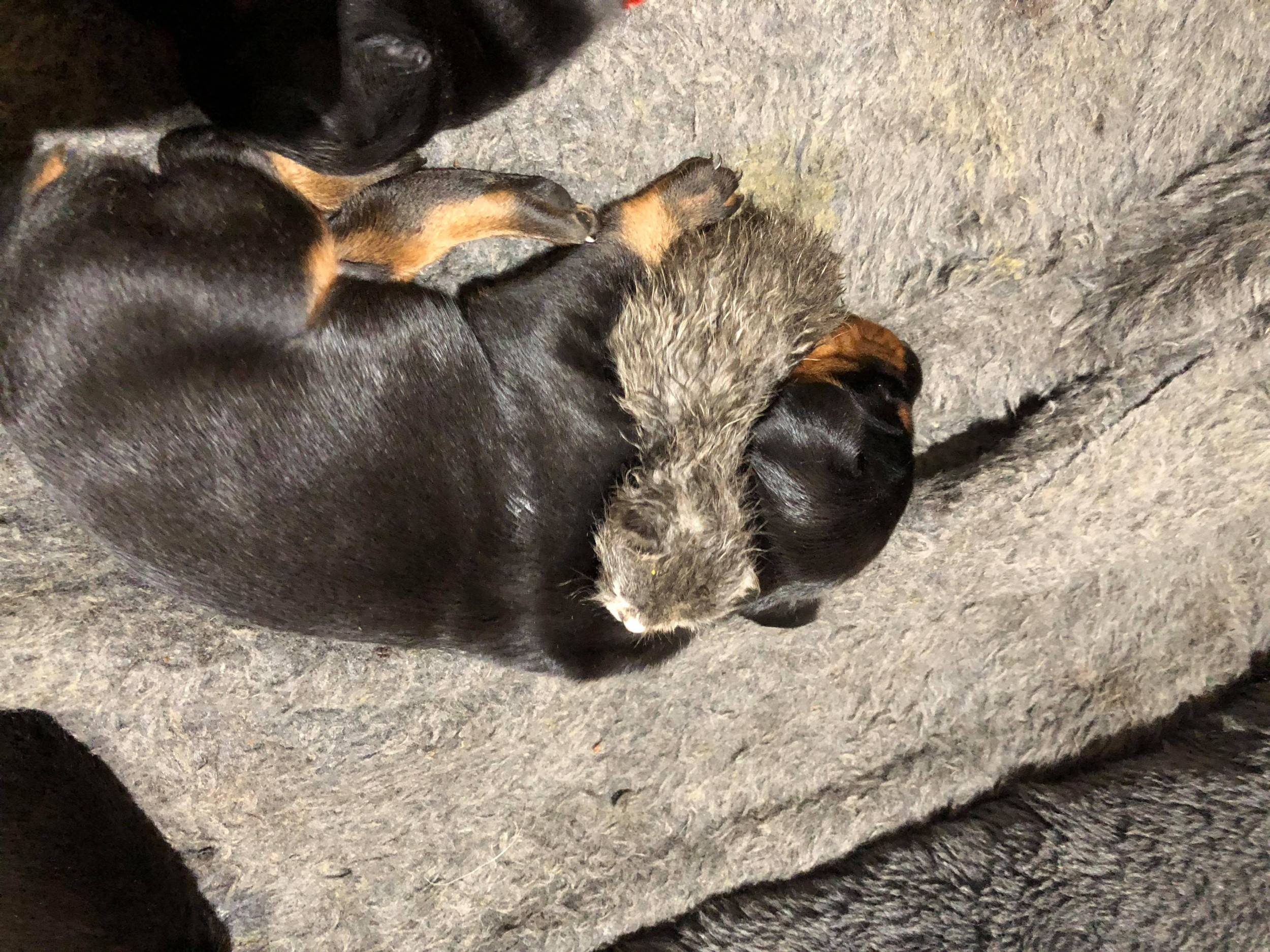 abandoned newborn found cuddling with puppies
