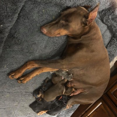 Dog adopts abandoned kitten Dog adopts abandoned kitten
