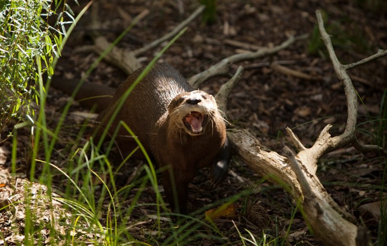 river otter