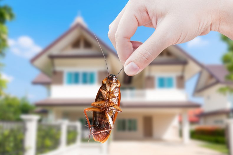 Cockroach in front of house