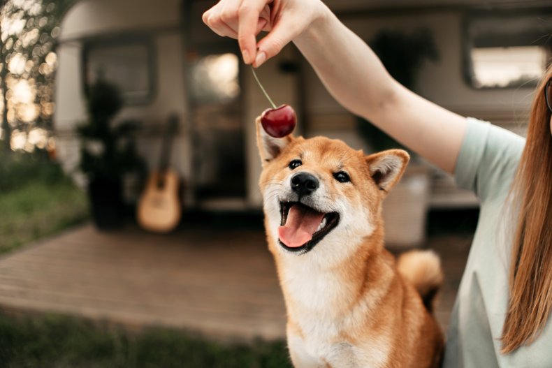 A cherry held over a dog.