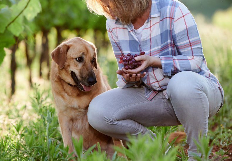 A dog looking at grapes. 