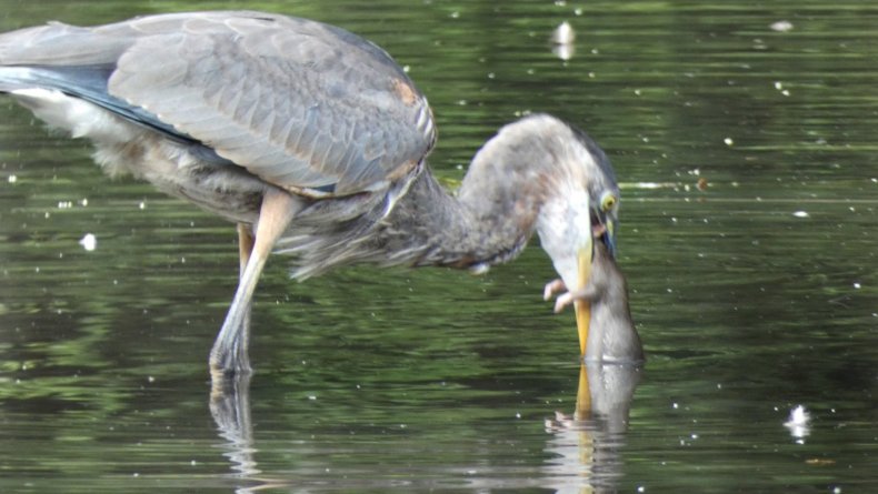 Great blue heron eating a rat