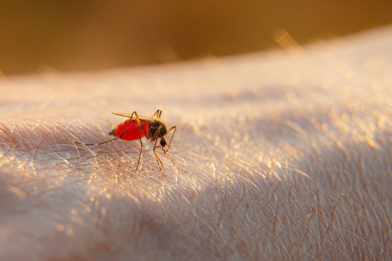 A mosquito biting someone's arm