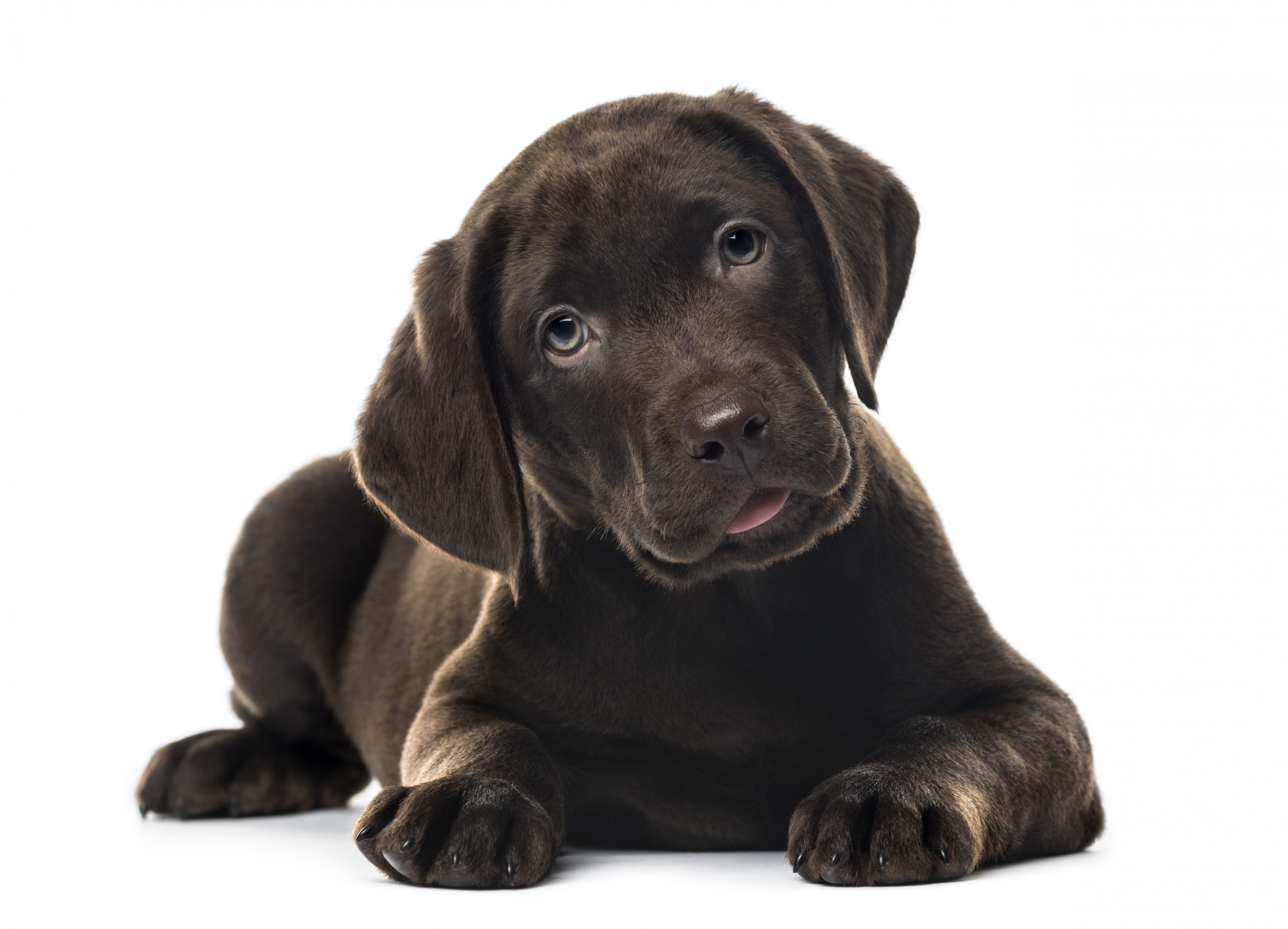 Funny lab puppy discount videos