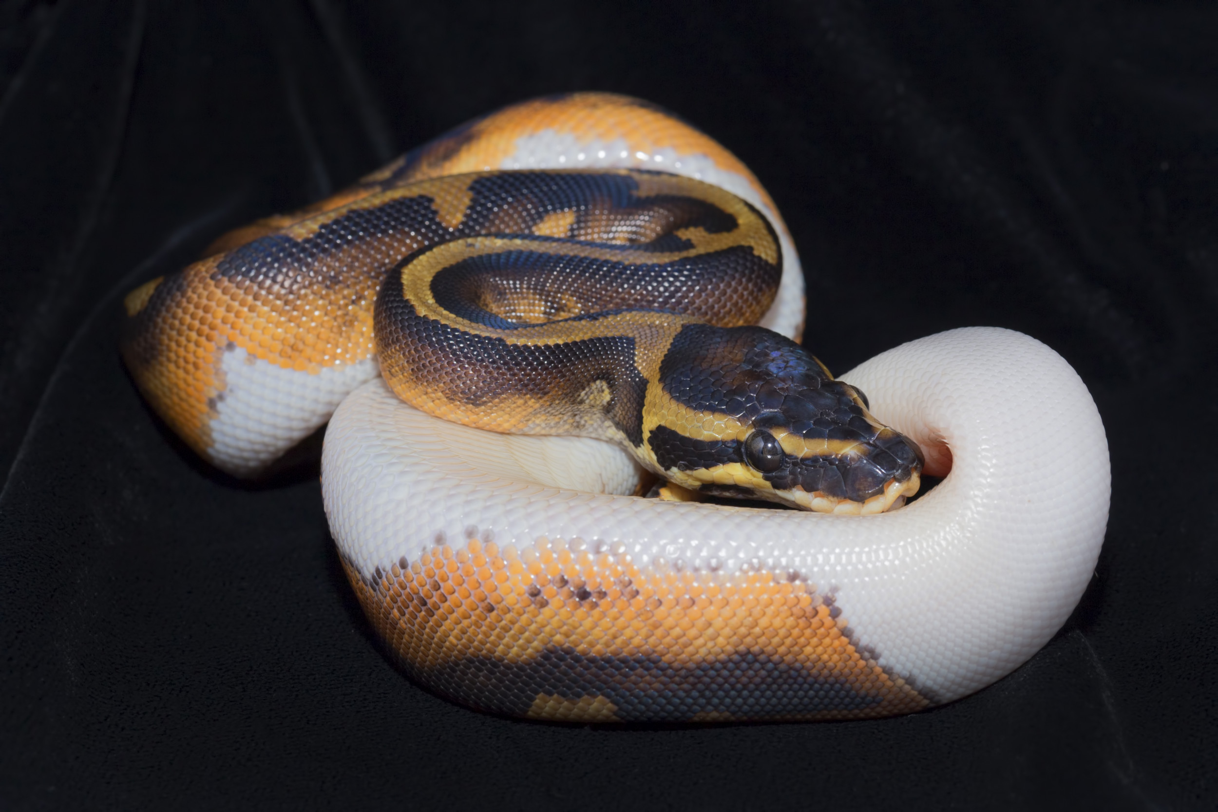 Terrifying Video Shows Reptile Handler Being Bitten by Huge 20-Foot Snake