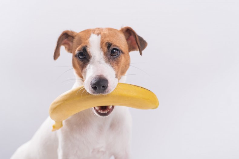 Jack russell terrier dog holds a banana 