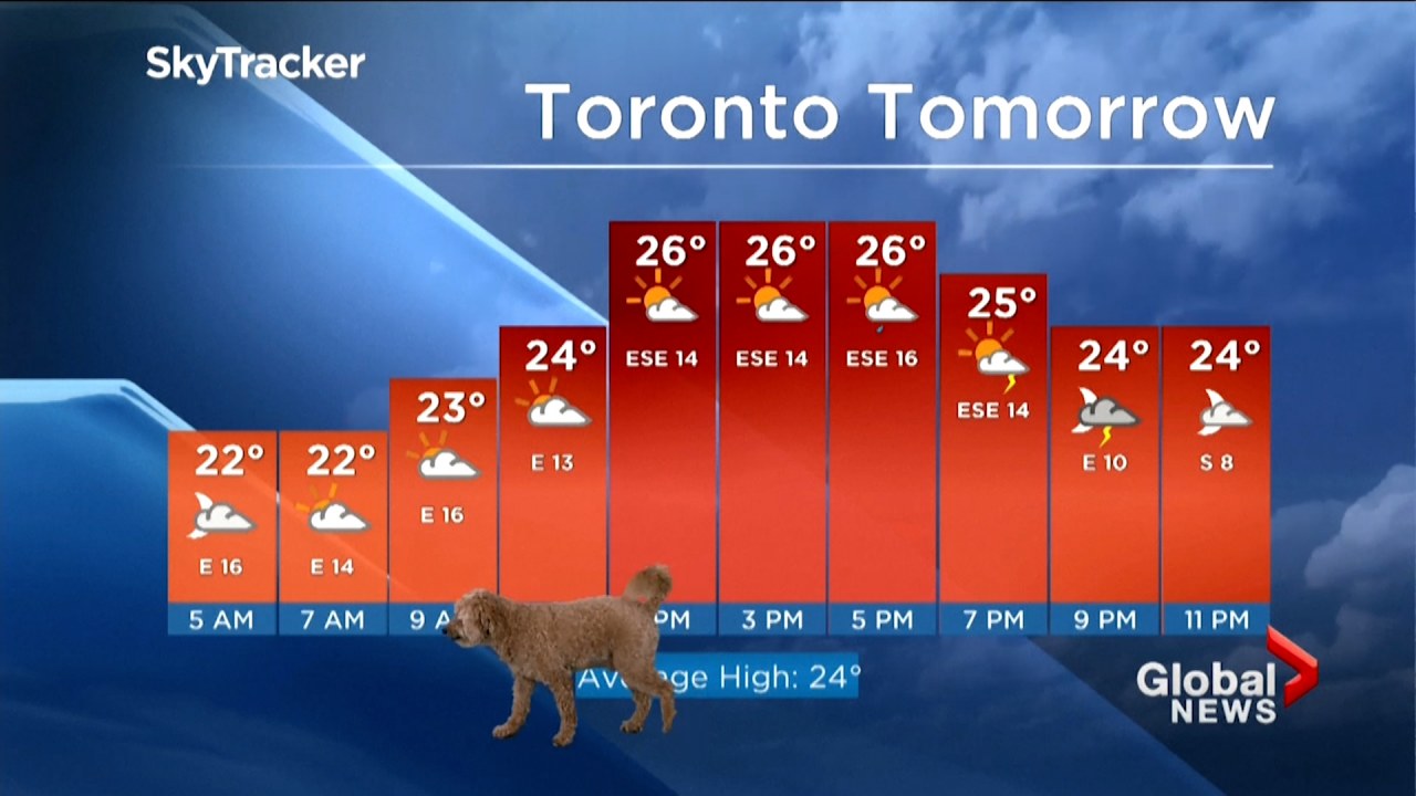 Misty, WTVQ's Weather Dog, A Hit With Viewers And The Newsroom - Marketshare