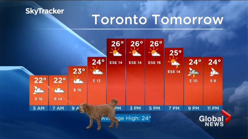 Dog interrupts weather report.