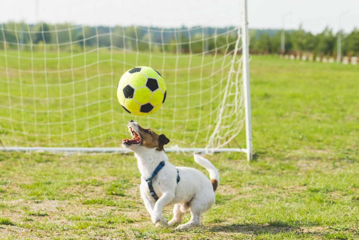 A dog heading a soccer ball.