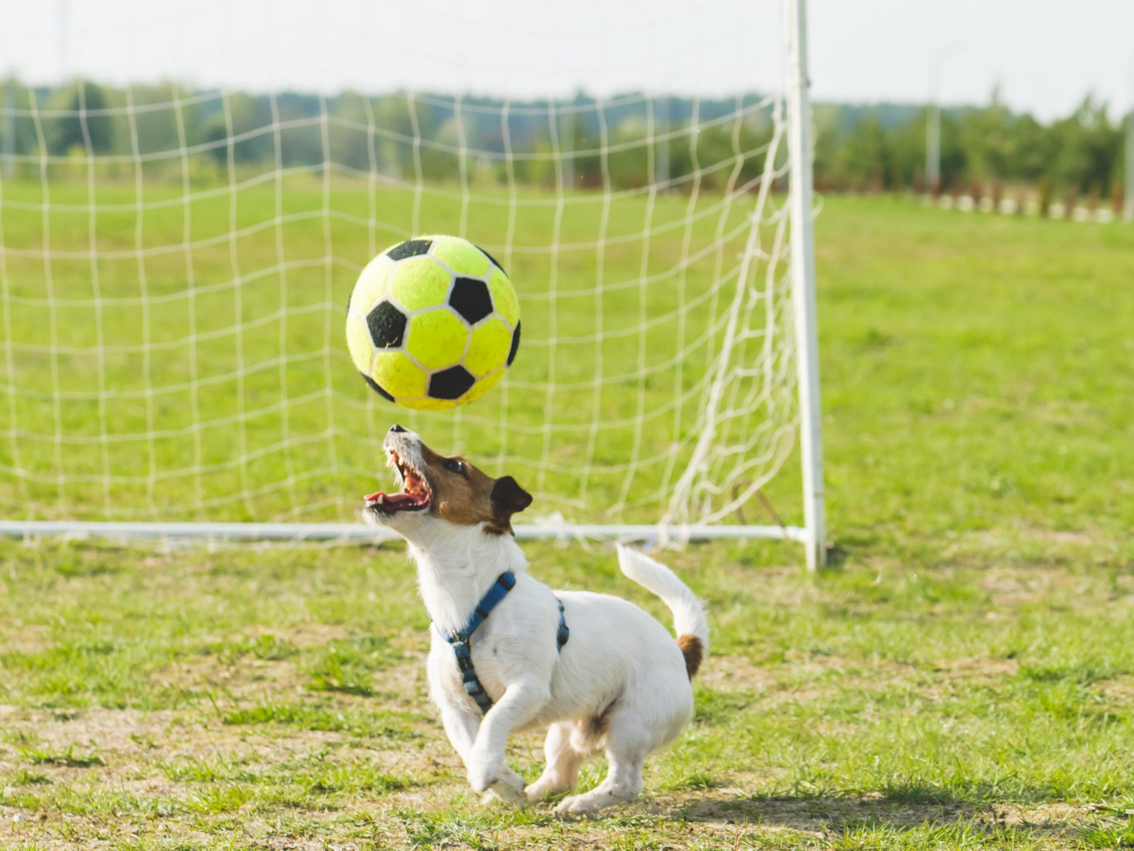 Dog Runs Onto Field During Soccer Match And Scores Goal Dog Runs Onto Field During Soccer Match And Scores Goal