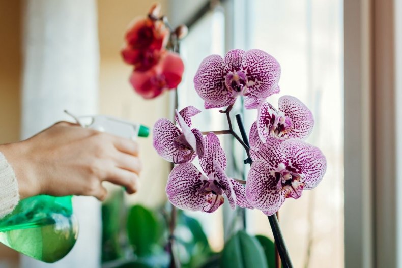 Stock image of orchid