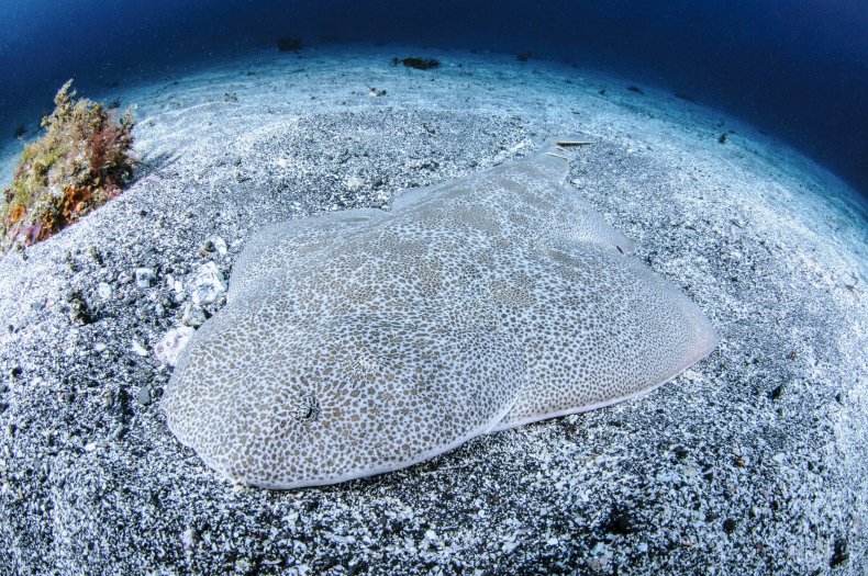 Angelshark