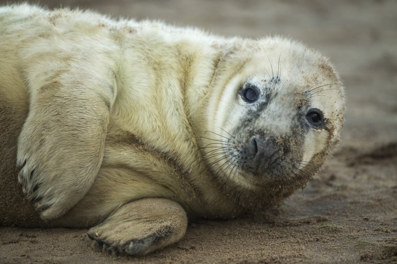 gray seal pup