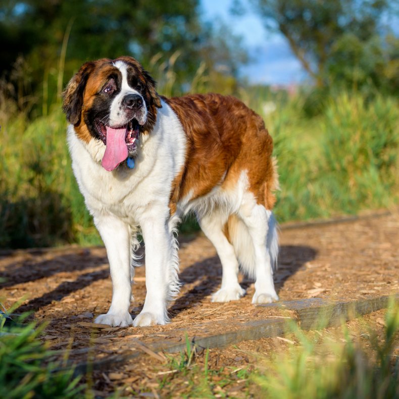 Saint Bernard