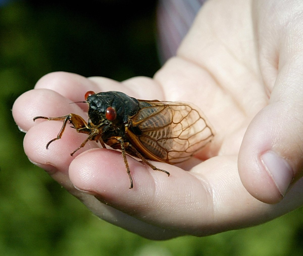 Cicada in a child's hand