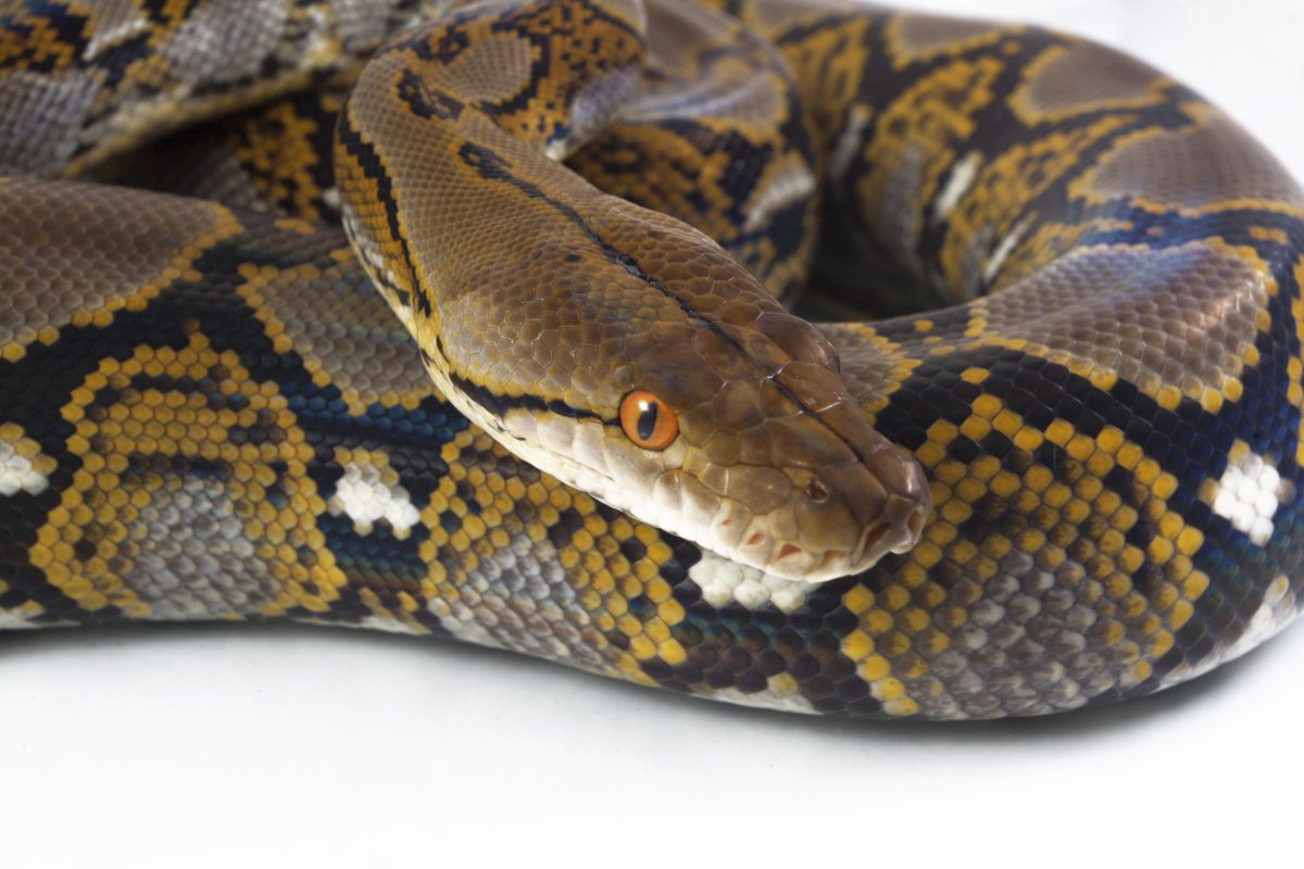 A reticulated python.