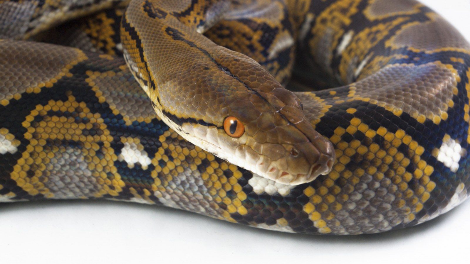 Reticulated Python Bite