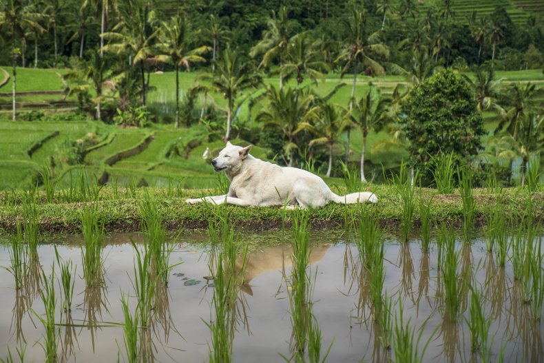 White dog lying in rice field