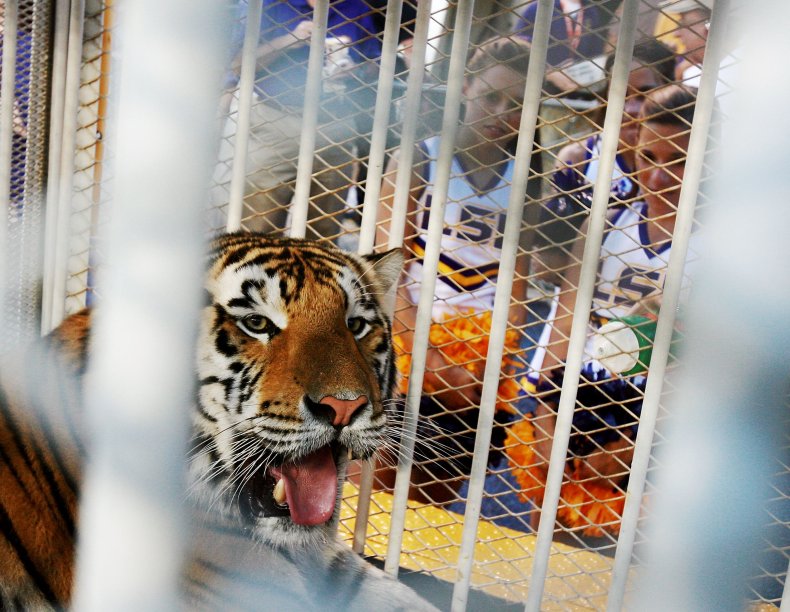 Louisiana State University Mike the Tiger