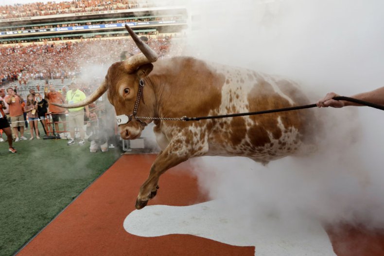 University of Texas Bevo