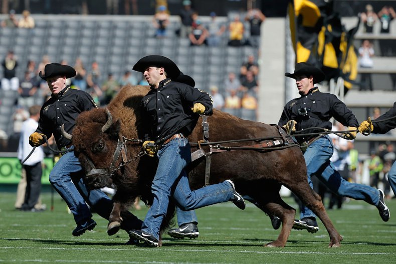 University of Colorado Ralphie the Buffalo