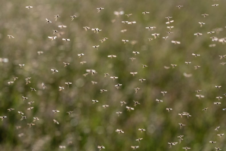 Mosquitos