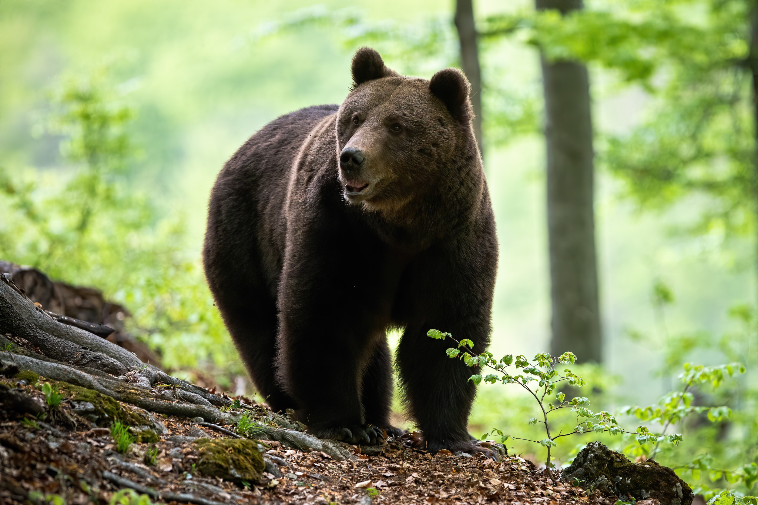 Person Who Fatally Shot Bear, Orphaning Cubs, Wanted by Police - Newsweek