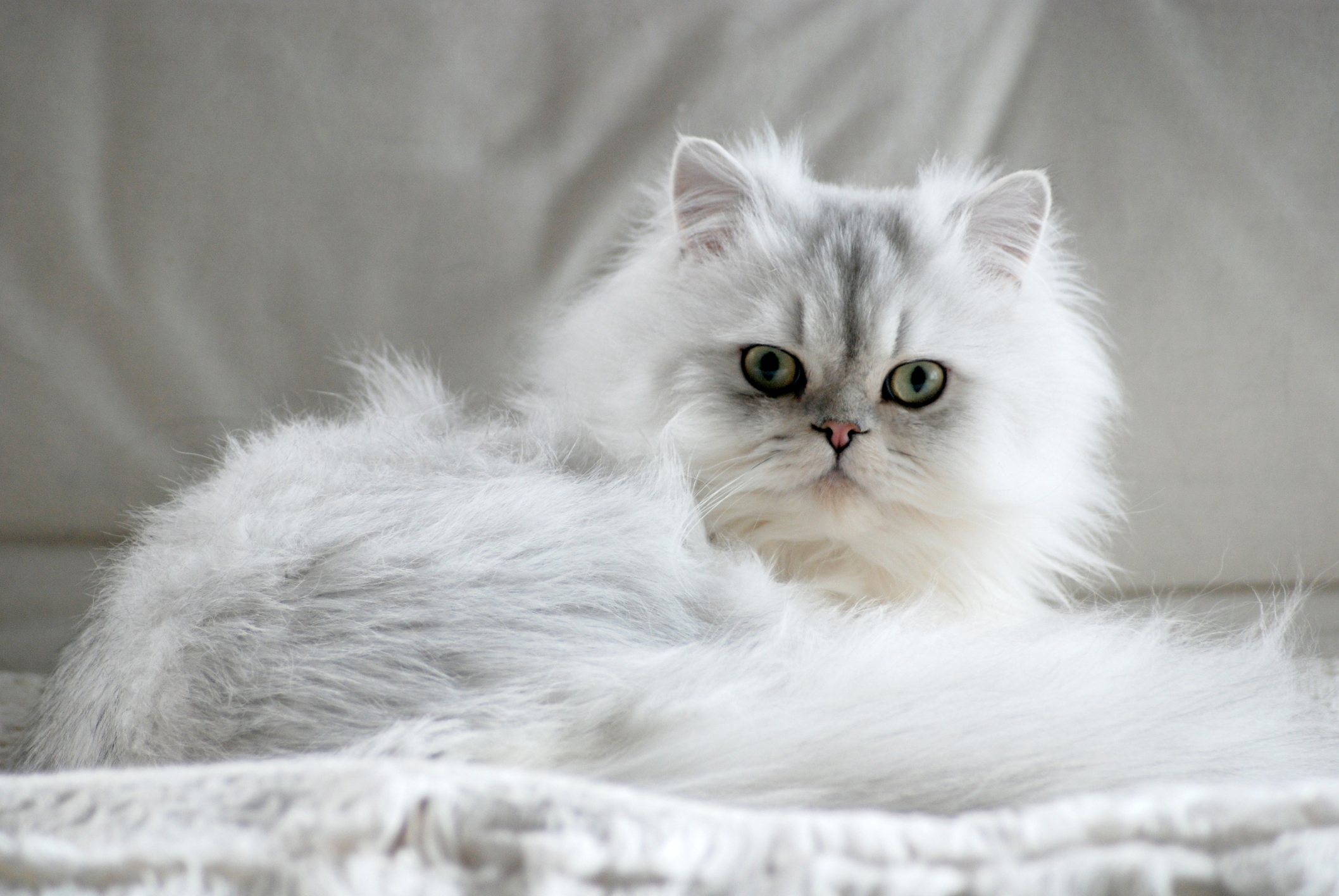 20 Most Expensive Cat Breeds