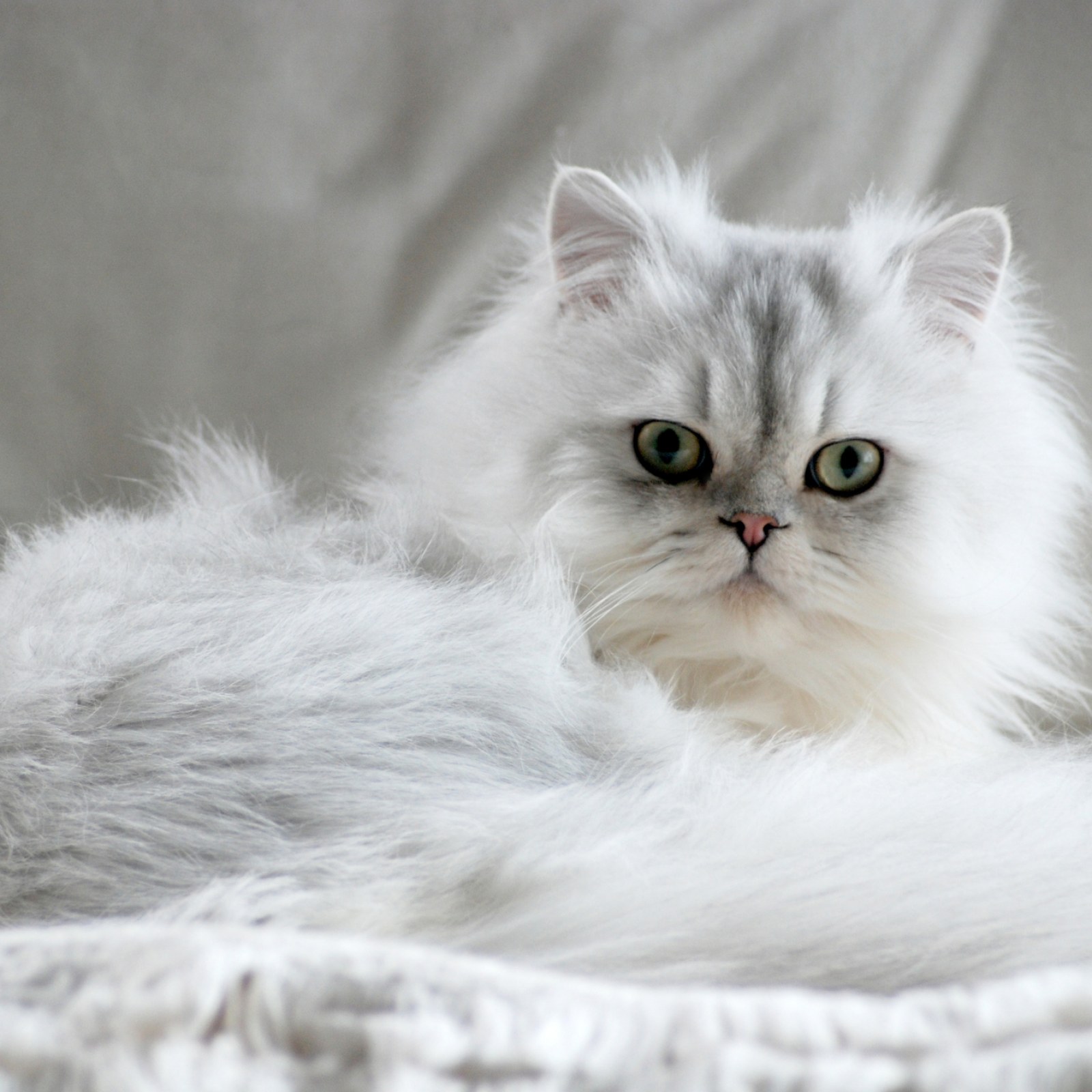 17 Cute Long-Haired Cat Breeds